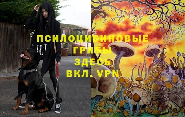 ПСИЛОЦИБИНОВЫЕ ГРИБЫ Абаза